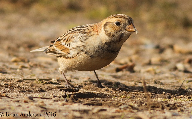 Lapland Bunting