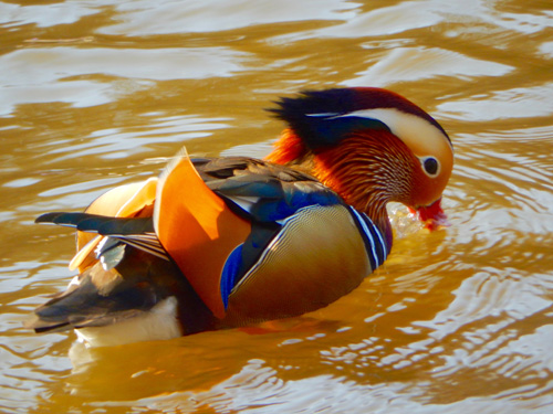 Mandarin