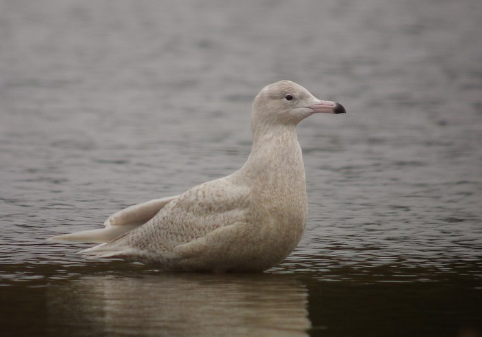 Glaucous Gull
