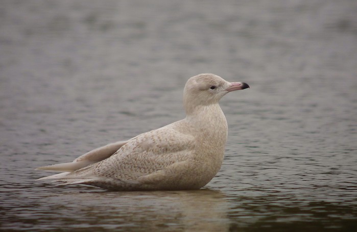 Glaucous Gull