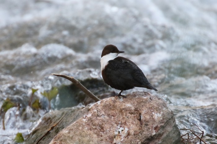 Dipper