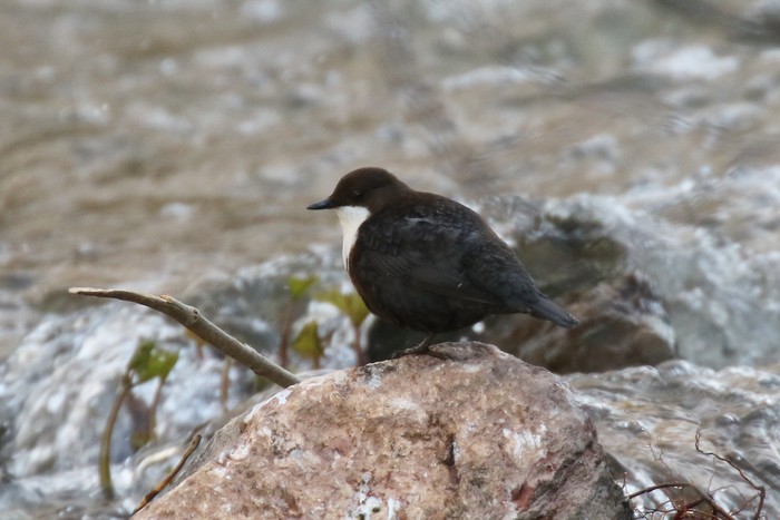 Dipper