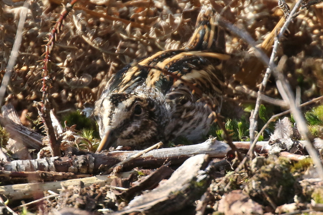 Jack Snipe
