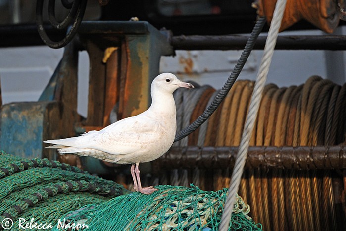 Iceland Gull