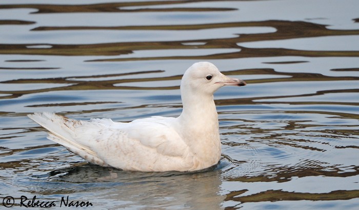 Iceland Gull