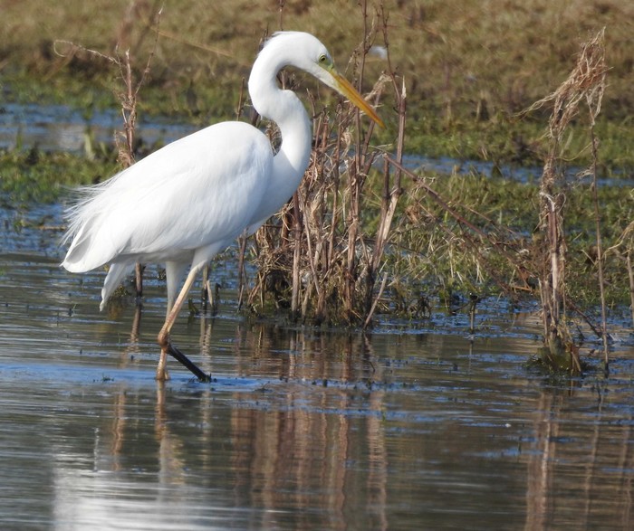Great White Egret