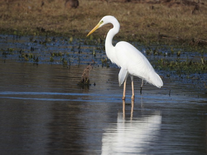 Great White Egret