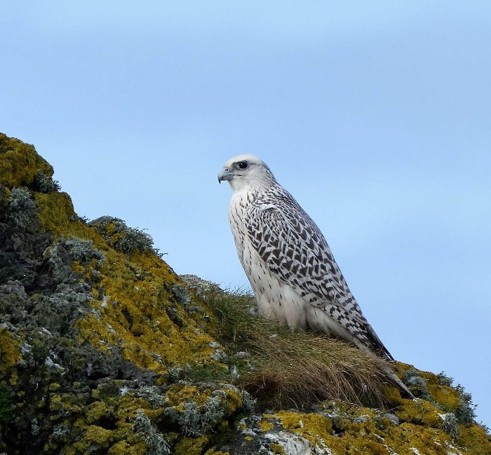 Gyr