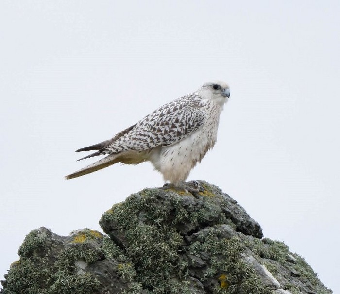 Gyr