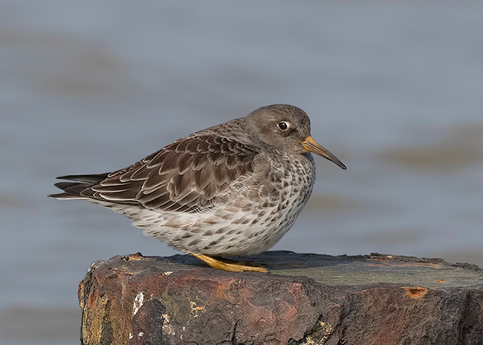 Purple Sandpiper