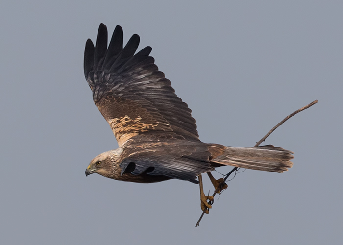 Marsh Harrier