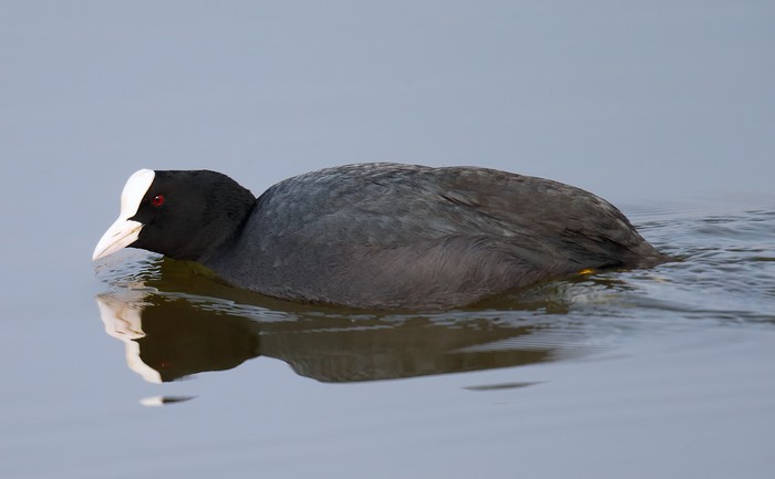 Coot