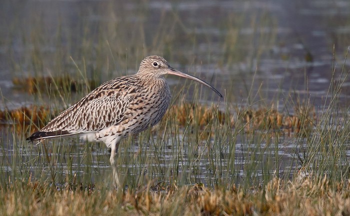 Curlew