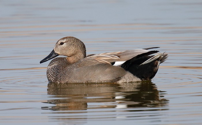 Gadwall