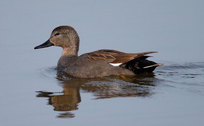Gadwall