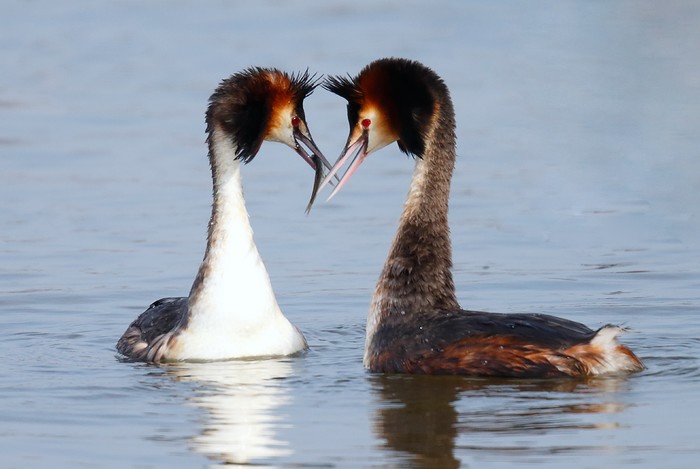 Great Crested Grebe
