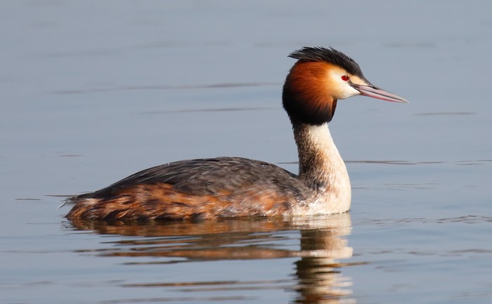 Great Crested Grebe