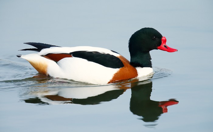 Shelduck