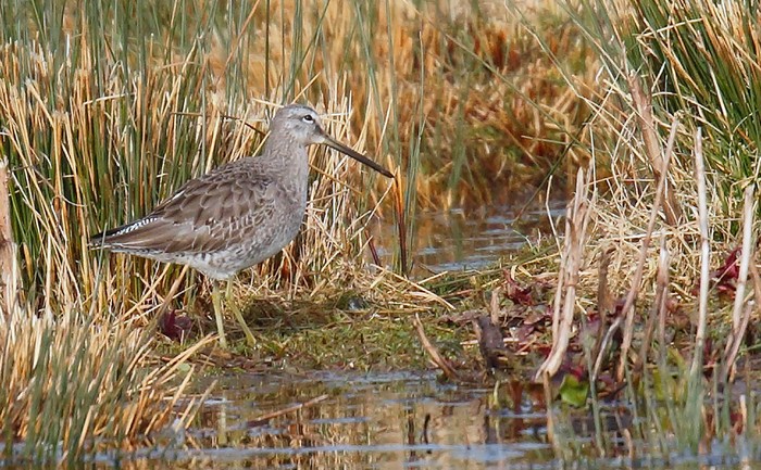 Long-billed Dowitcher