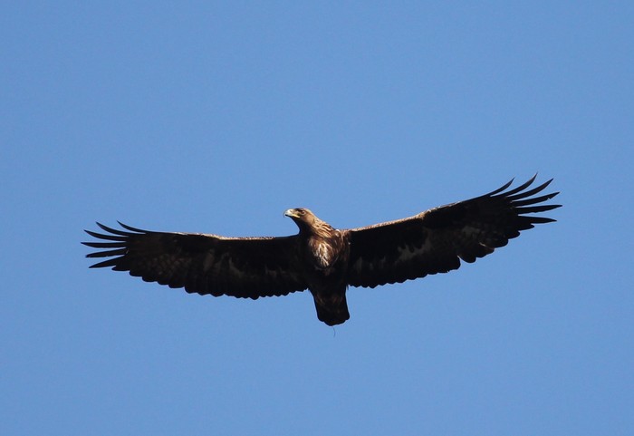 Golden Eagle
