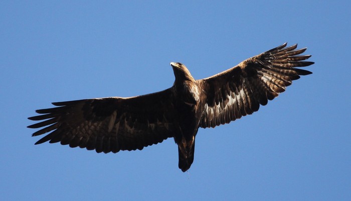 Golden Eagle