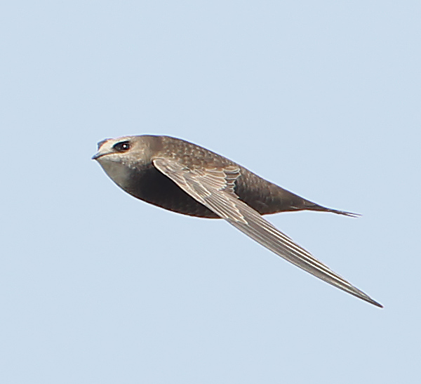Pallid Swift
