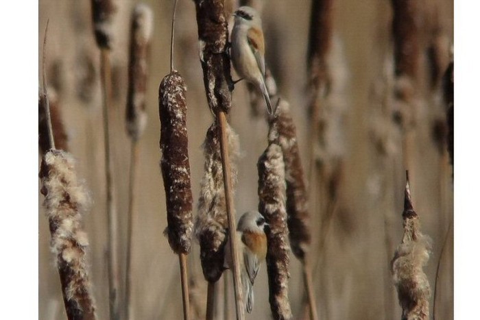 Penduline Tit