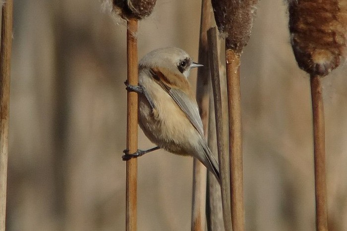Penduline Tit