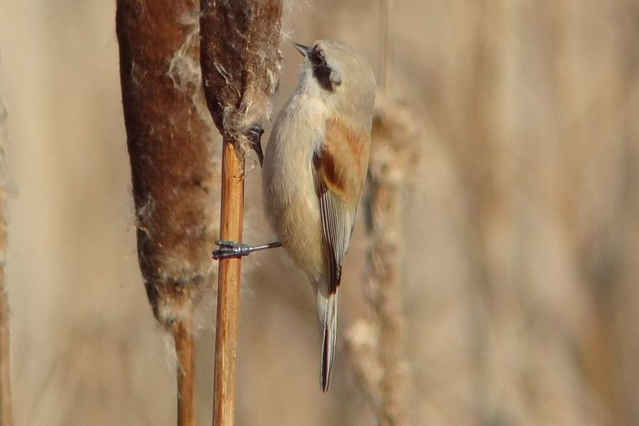 Penduline Tit