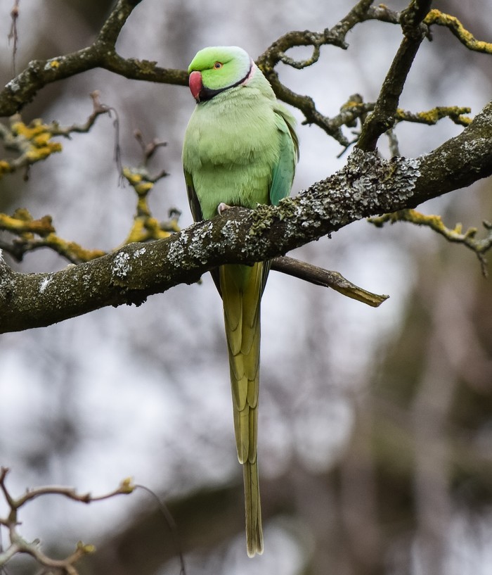 Ring-necked Parakeet