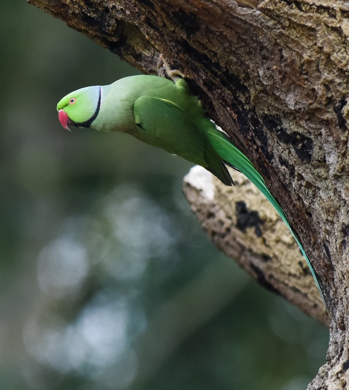 Ring-necked Parakeet