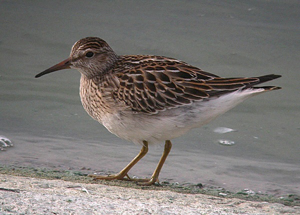 Pectoral Sandpiper