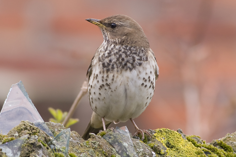 Black-throated Thrush
