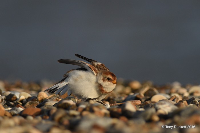 Snow Bunting