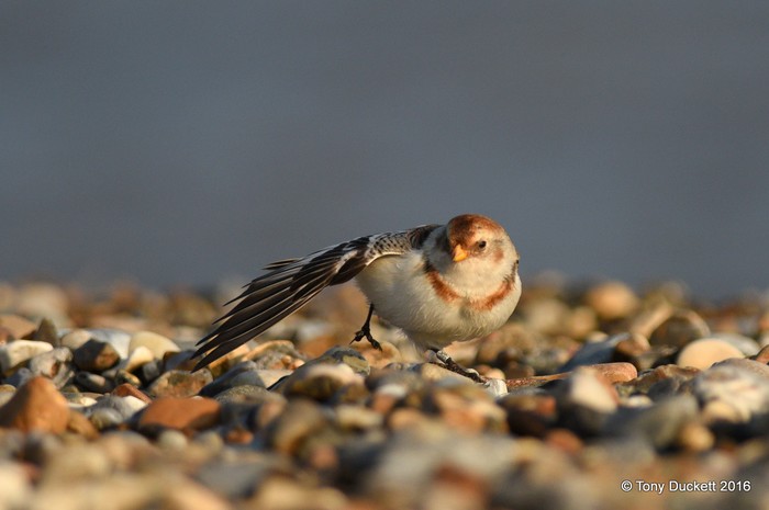 Snow Bunting