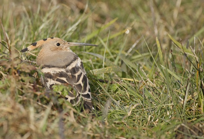 Hoopoe