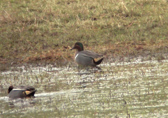 Green-winged Teal