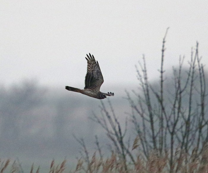 Hen Harrier