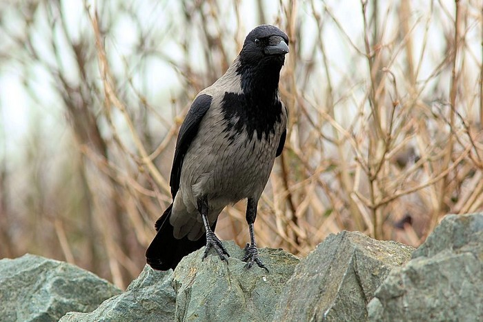Hooded Crow