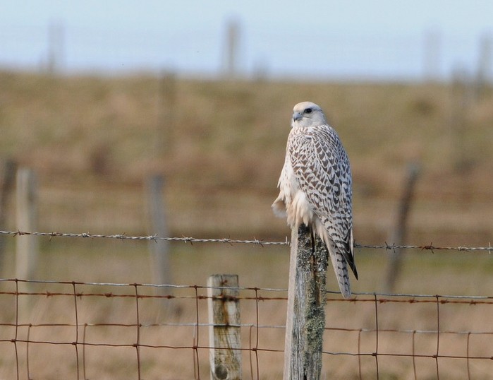 Gyr