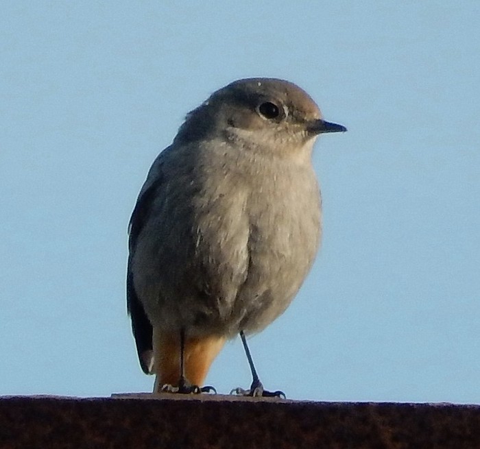 Black Redstart