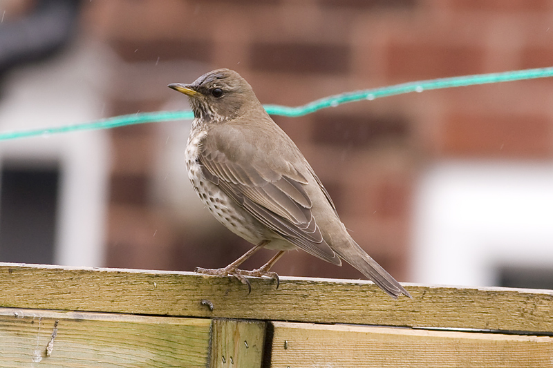 Black-throated Thrush