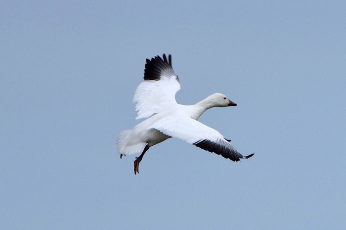 Snow Goose