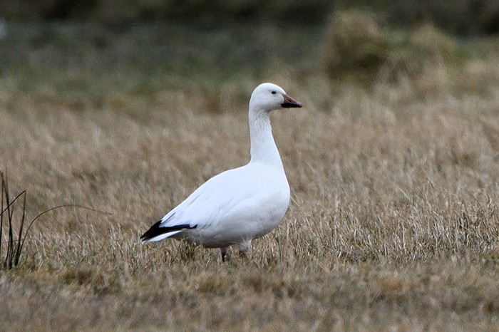 Snow Goose