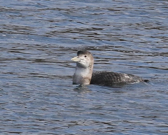 White-billed Diver