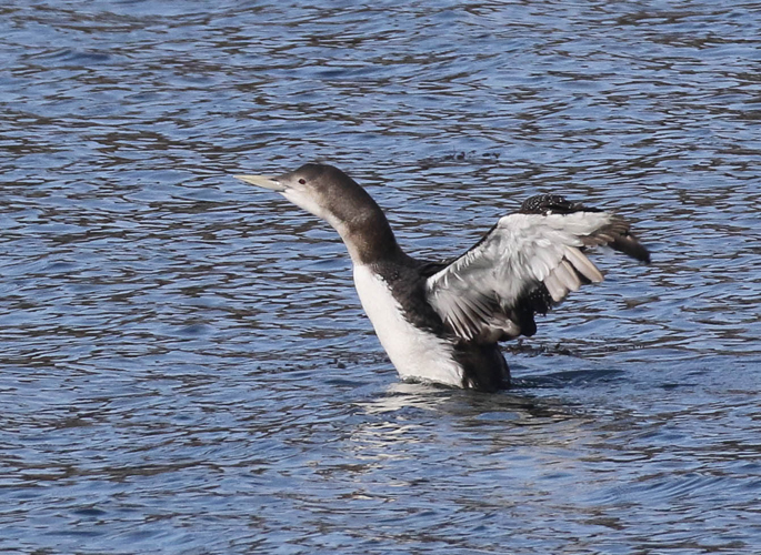 White-billed Diver