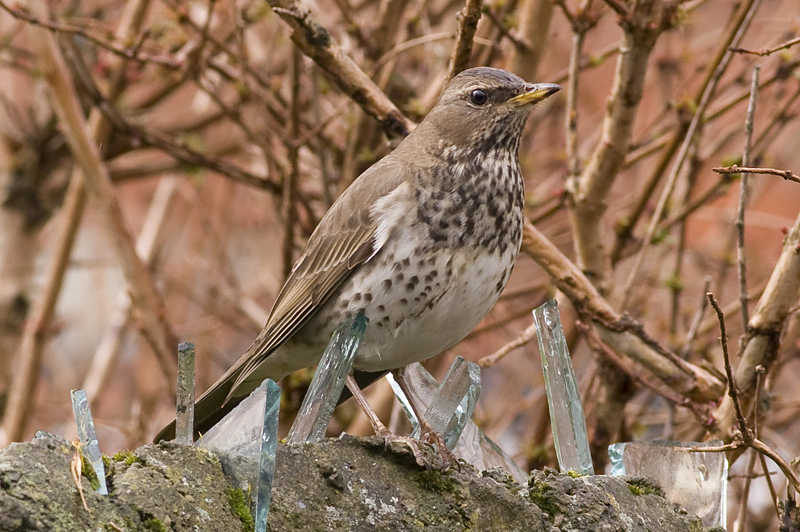 Black-throated Thrush