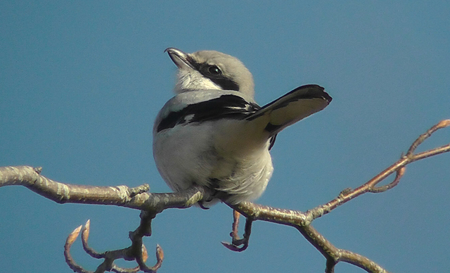 Great Grey Shrike