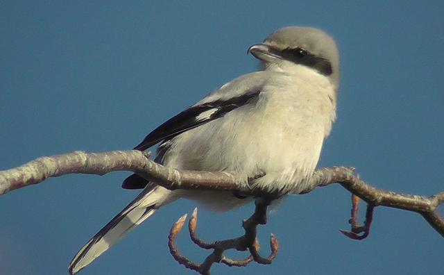 Great Grey Shrike