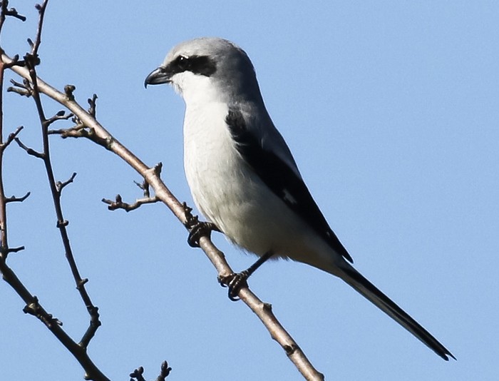 Great Grey Shrike